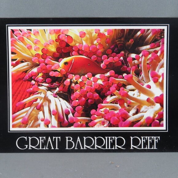 Vintage Postcard - Clownfish in an Anemone Great Barrier Reef - Peer Productions - Picture 1 of 4